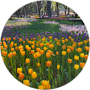 mayu ff profile picture